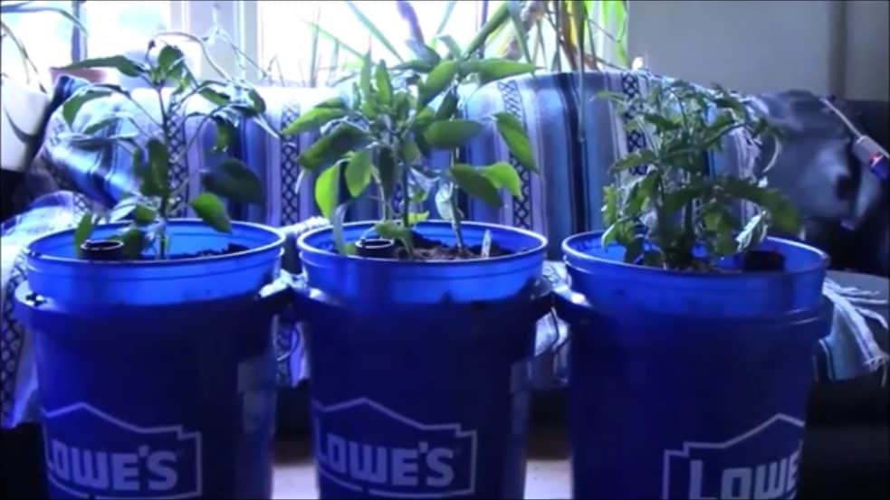 DIY Sub-Irrigated Planter: Easy Guide for Bigger Harvests