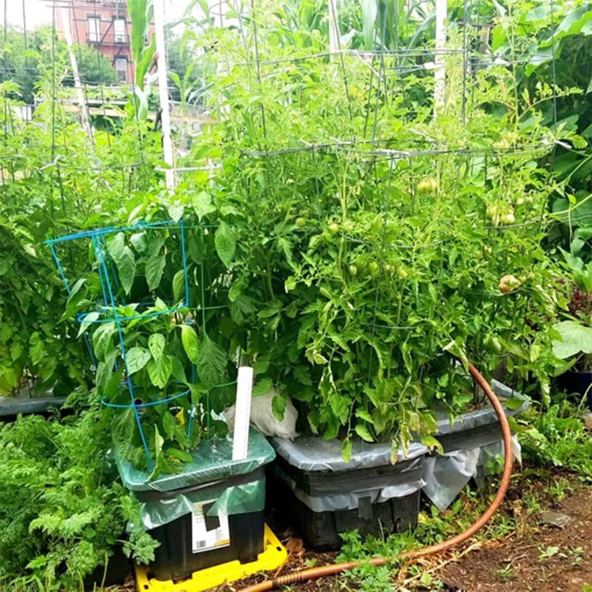 The Sub-Irrigated Planter Game Changer: Grow Plants With Less Effort